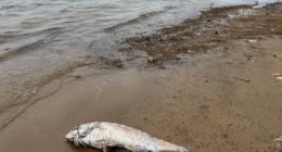 Mass death of marine animals in Australia caused by ‘world’s most toxic algae’