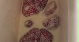 Wimbledon attendees have taken to social media to complain about this year's strawberries and cream offerings