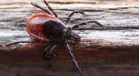 Tick-Borne Virus That Causes Severe Neurological Issues Hits Record U.S. Case Count. – The National Pulse