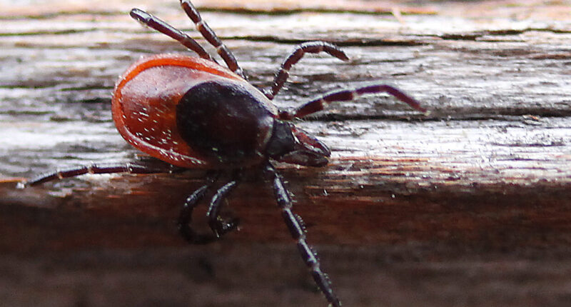 Tick-Borne Virus That Causes Severe Neurological Issues Hits Record U.S. Case Count. – The National Pulse