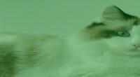 How to choose a cat who will actually be your friend: Expert reveals the most elusive breeds - and those with the warmest personalities